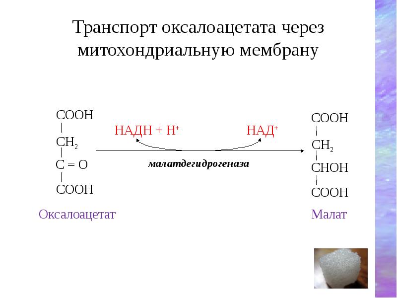 Транспорт оксалоацетата через митохондриальную мембрану Транспорт оксалоацетата через митохондриальную мембрану