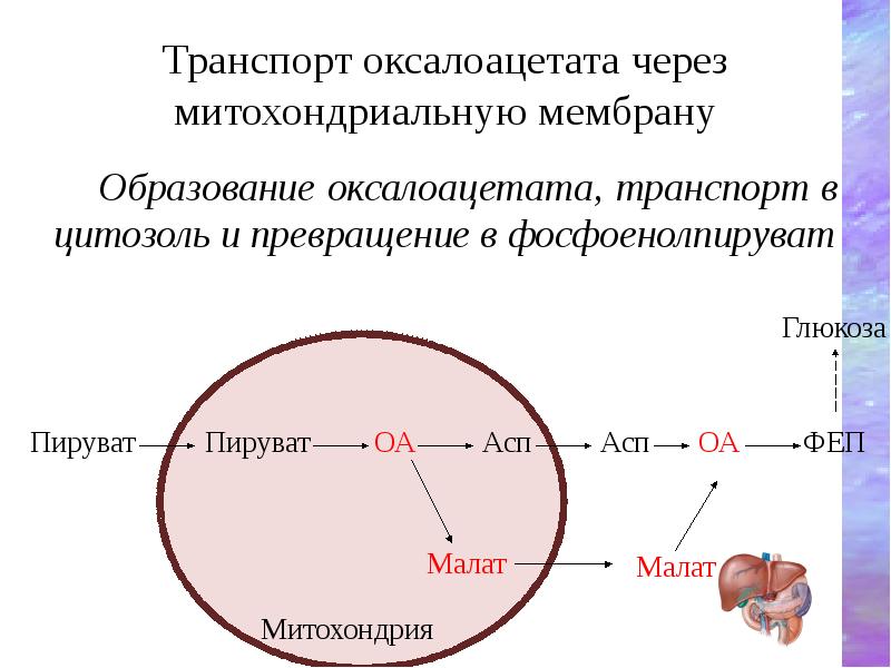 Транспорт оксалоацетата через митохондриальную мембрану
Образование оксалоацетата, транспорт в цитозоль и Транспорт оксалоацетата через митохондриальную мембрану
Образование оксалоацетата, транспорт в цитозоль и