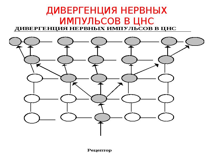 Мультипликация физиология