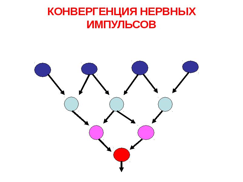 КОНВЕРГЕНЦИЯ НЕРВНЫХ ИМПУЛЬСОВ