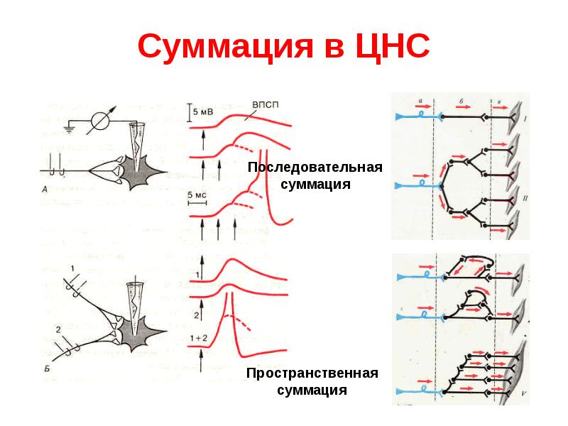 Суммация в ЦНС