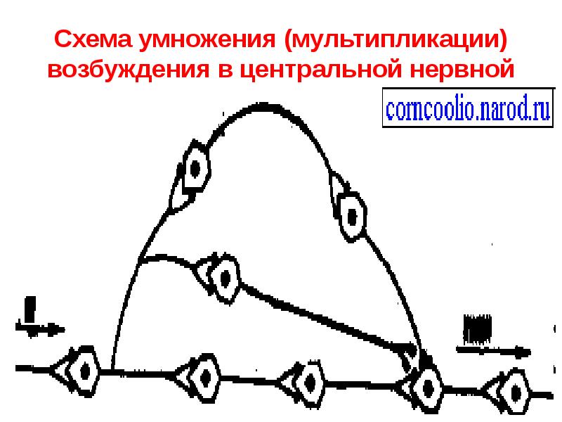Схема умножения (мультипликации) возбуждения в центральной нервной