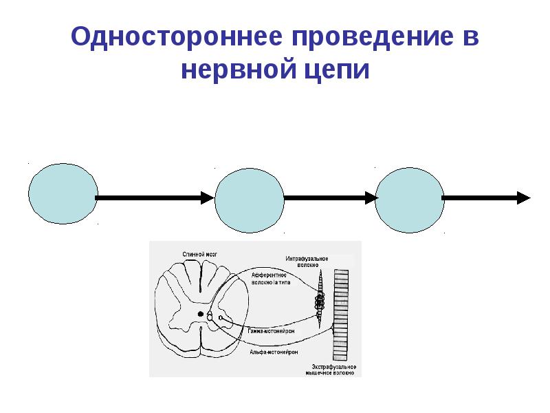 Одностороннее проведение в нервной цепи