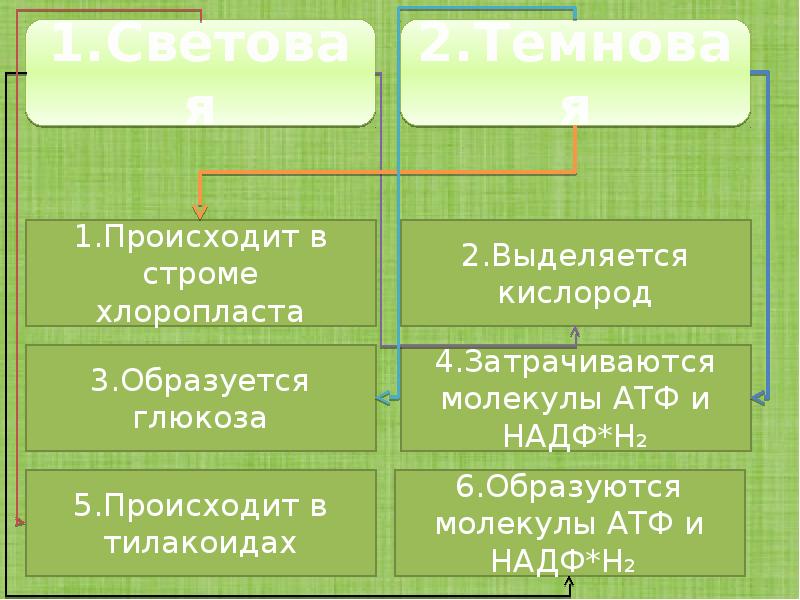 Фазы фотосинтеза таблица