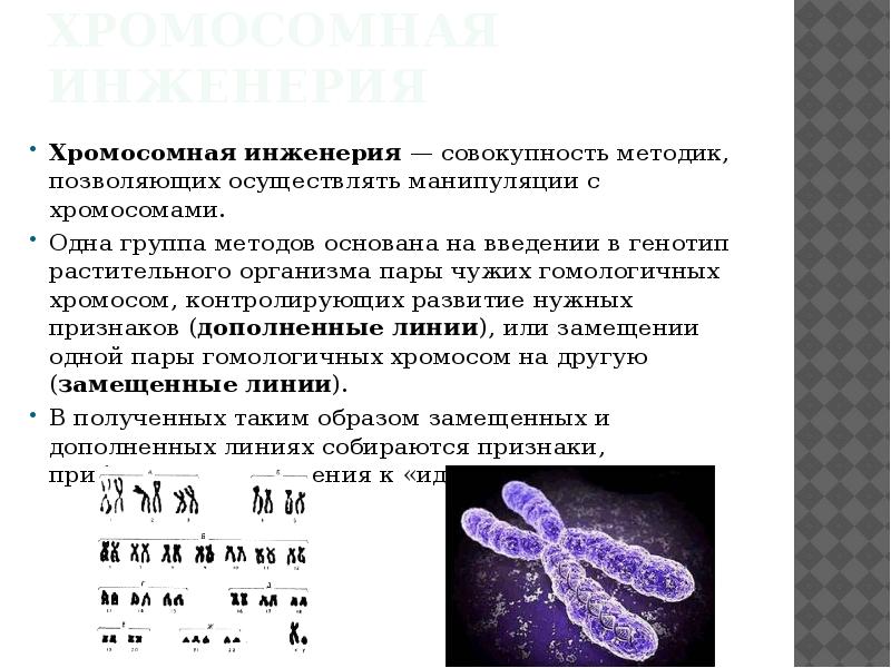 Презентация пименов селекция микроорганизмов