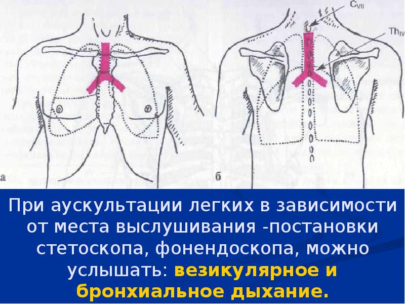 Аускультация легких презентация пропедевтика