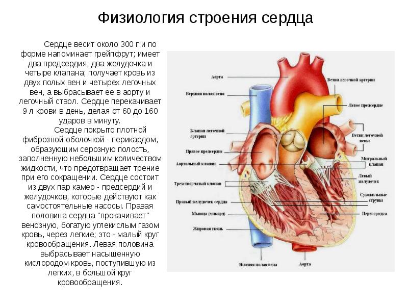 Миокард правого предсердия. Строение сердца физиология. Анатомическое строение сердца физиология. Строение сердца нормальная физиология. Анатомия и физиология сердца кратко.