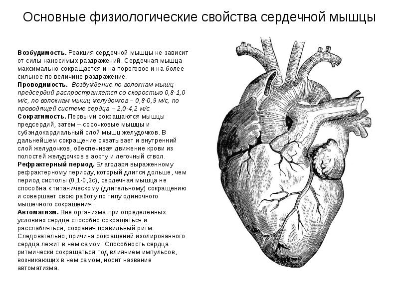 Физиология сердца презентация