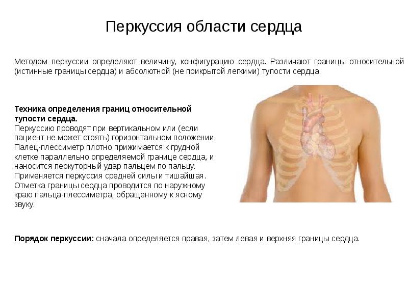 Сердечный величина. Методика перкуссии сердца. Перкуссия области сердца. Точки перкуссии сердца. Границы определяемые при перкуссии области сердца.