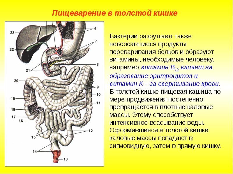 Пищеварение в кишечнике презентация