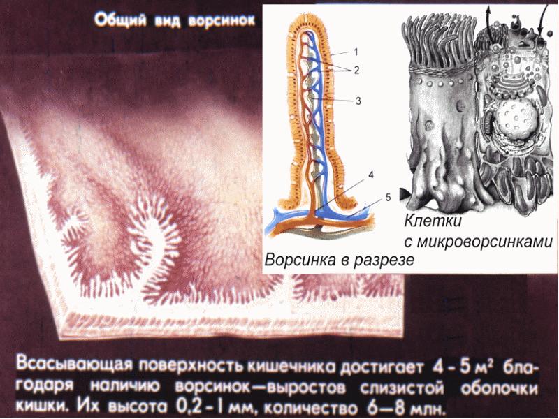 Внутренняя поверхность кишечника. Строение ворсинки кишечника. Ворсинки тонкого кишечника анатомия. Ворсинки тонкого кишечника всасывание. Кишечные ворсинки пищеварение.
