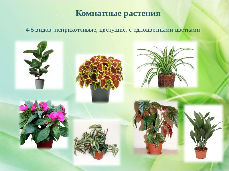 Рейтинг комнатных растений. Комнатные цветы с названиями. Комнатные растения названия. Название комнатных цветов. Комнатные растения каталог с фотографиями и названиями.