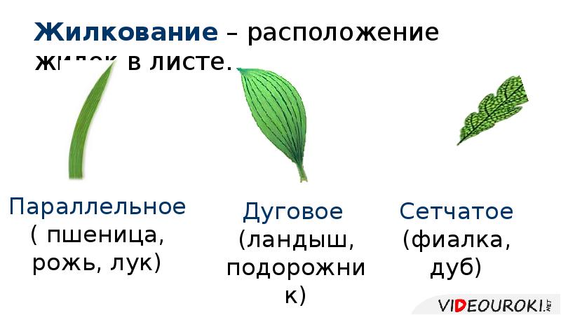 Класс двудольные жилкование листьев. Параллельное жилкование листьев. Жилкование листьев кукурузы. Функции жилкования листа.