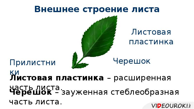 Презентация внешнее строение листа. Определите внешнее строение листа. 20. Лист. Внешнее строение листа. Наружный листок образующий чашечку. Какие части можно различить во внешнем строении листа.