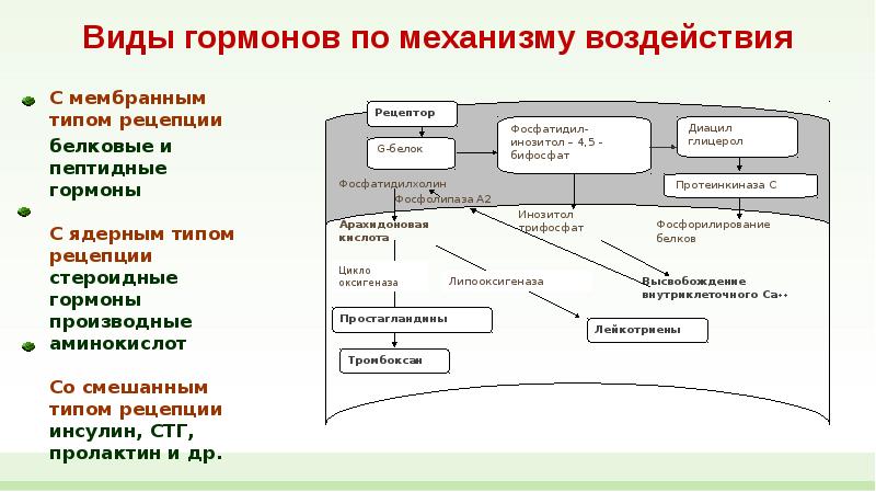 Схема внутриклеточной рецепции гормонов для которых характерен внутриклеточный тип рецепции