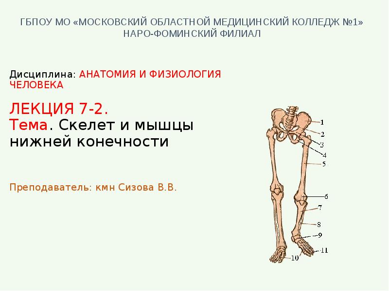 Тема скелет конечностей. Скелет нижних конечностей. Скелет нижней конечности человека. Скелет пояса нижних конечностей. Кости и мышцы нижних конечностей.