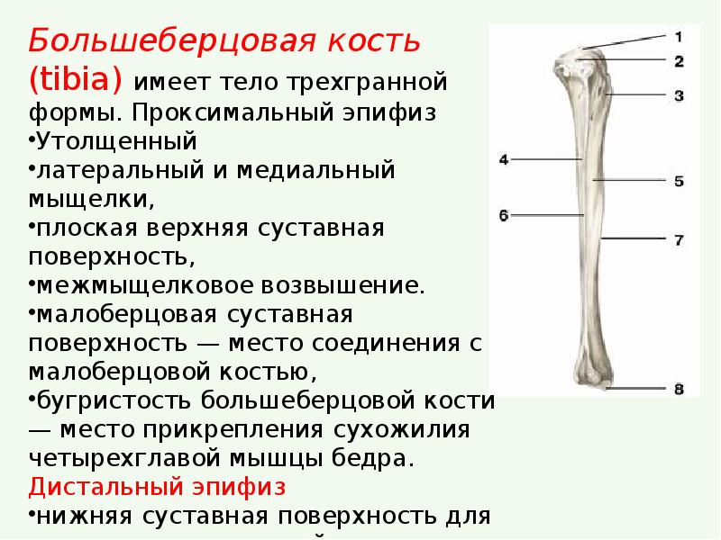 Большеберцовая кость где находится у человека фото на ноге