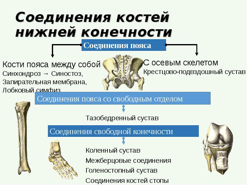 Соединения свободных конечностей. Соединение костей скелета нижней конечности. Соединение костей пояса нижней конечности вид спереди. Скелет нижних конечностей типы соединения костей. Строение и соединение костей свободной нижней конечности.