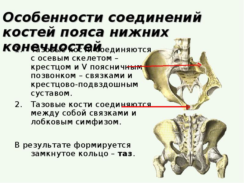 Подвздошная кость отдел