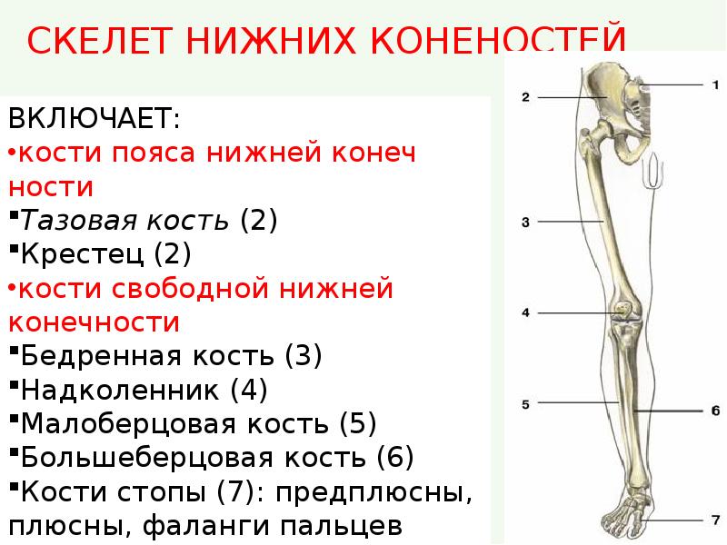 Какой отдел скелета образует кости. Какими костями образован скелет нижних конечностей. Строение скелета нижней конечности анатомия. Какие кости образуют скелет нижней конечности. Кость образующая пояс нижней конечности.
