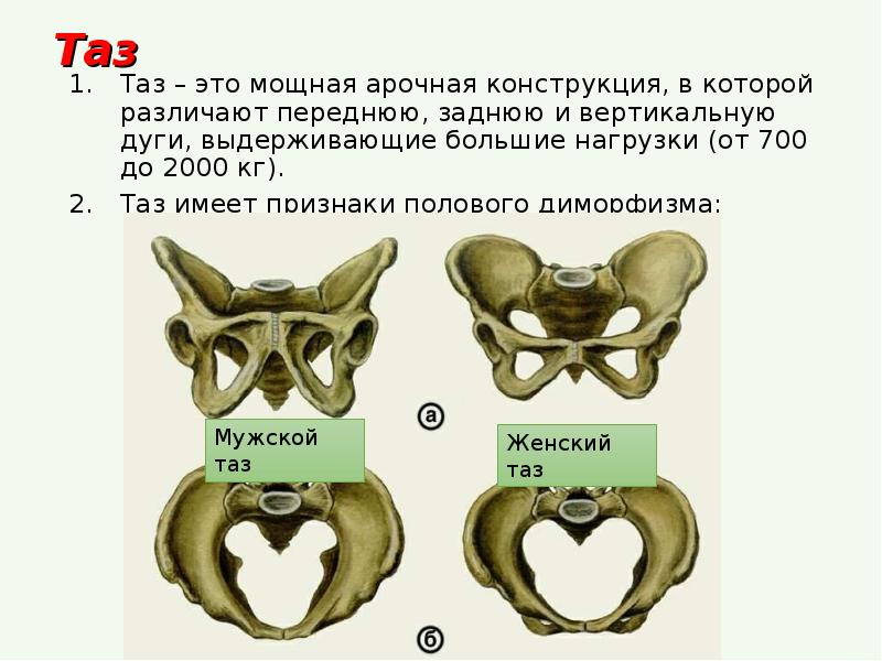 Таз это. Большой и малый таз. Таз. Большой таз и малый таз. Малый таз и большой таз различия.