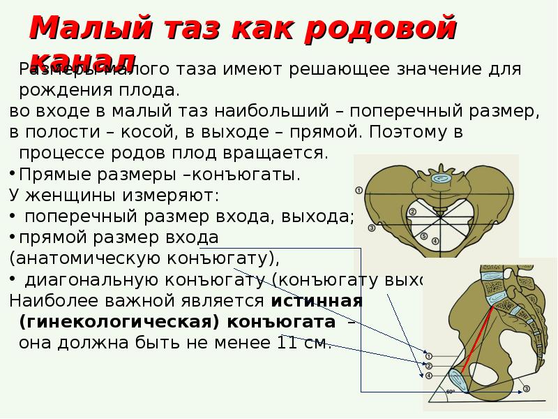 Размеры головки таза