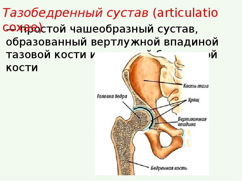 Фото тазобедренного сустава человека с описанием