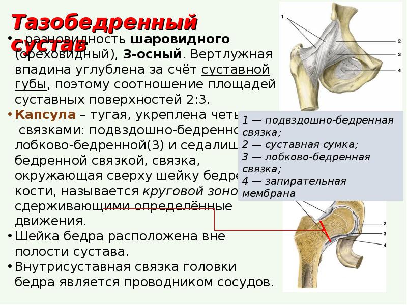 Тазобедренный сустав характеристика по плану