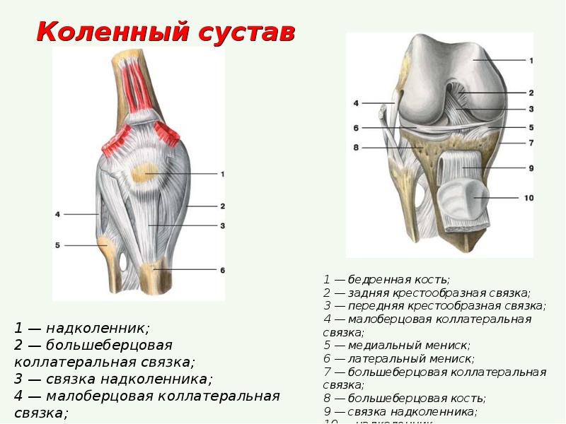 Анатомия колена человека мышцы и связки фото