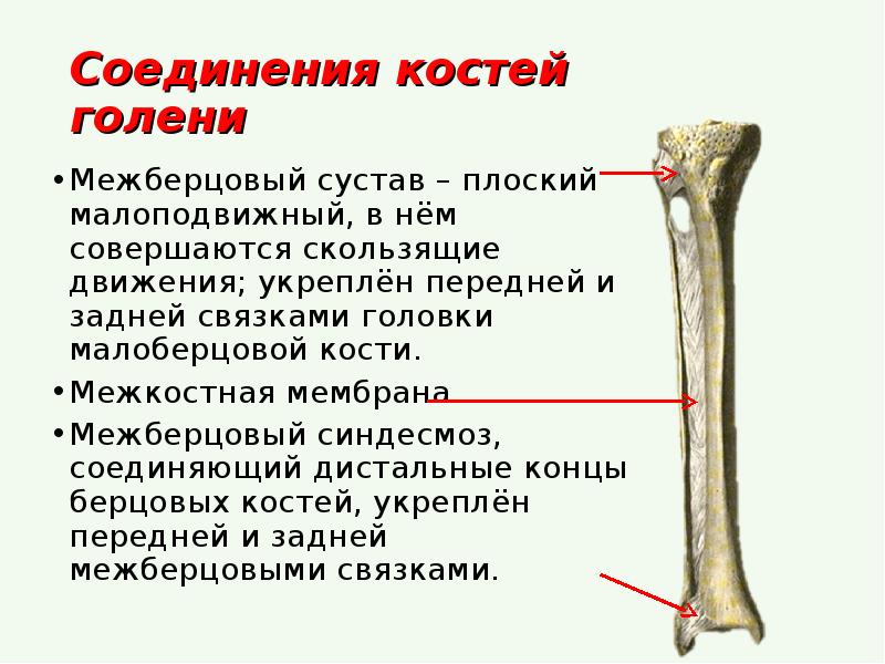 Кости голени относятся к костям. Сустав между малоберцовой и большеберцовой кости. Межберцовый синдесмоз вид сустава. Межкостная песьрана нолкни. Проксимальный межберцовый сустав латинский.