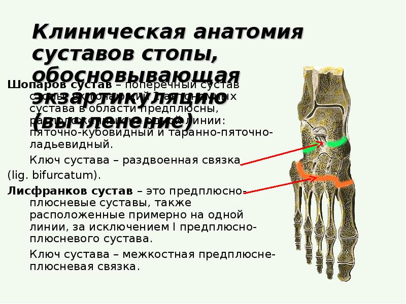 Плюсне фаланговые суставы