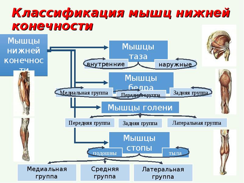 Мышцы нижних конечностей схема