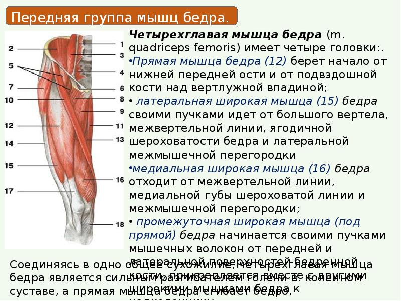 К мышцам бедра относятся