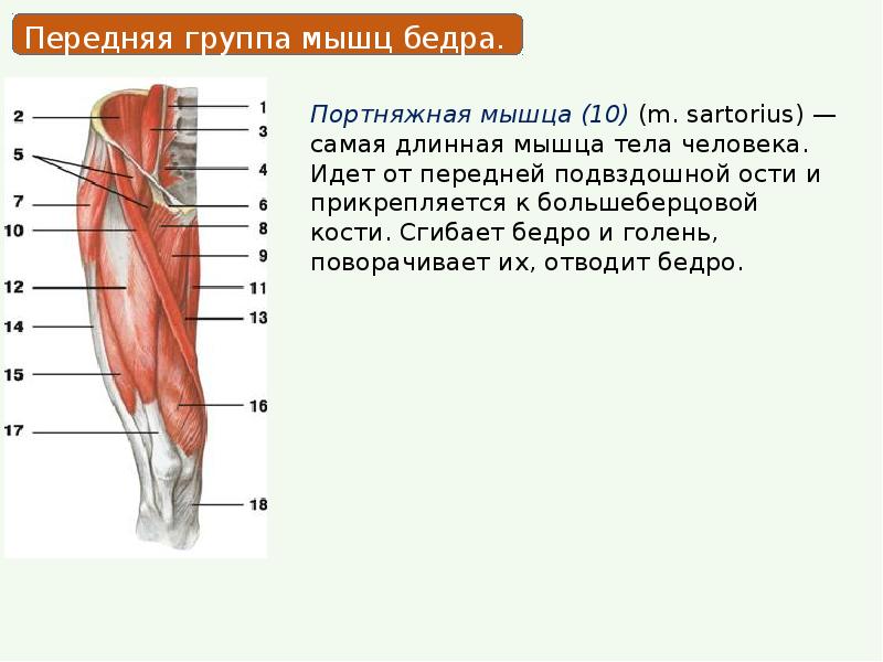 Презентация мышцы нижних конечностей