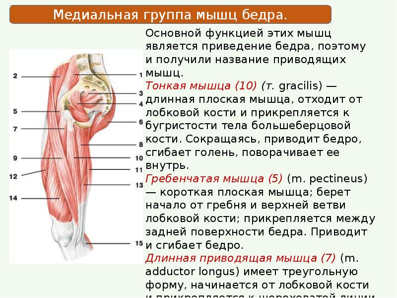 Мышцы нижних конечностей