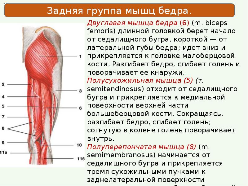 Мышцы задней поверхности