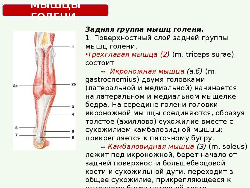 Икроножная мышца какая ткань. Функция камбаловидной мышцы. Латеральная головка икроножной мышцы функции. Медиальная головка икроножной мышцы анатомия. Трехглавая мышца голени крепление.