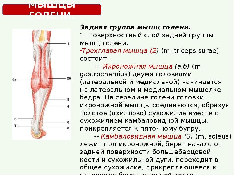 Мышцы 9 класс. Мышцы голени медиальная группа. Трёхглавую мышцу голени m. Triceps surae. Икроножная мышца анатомия функции. Икроножная мышца анатомия латынь.