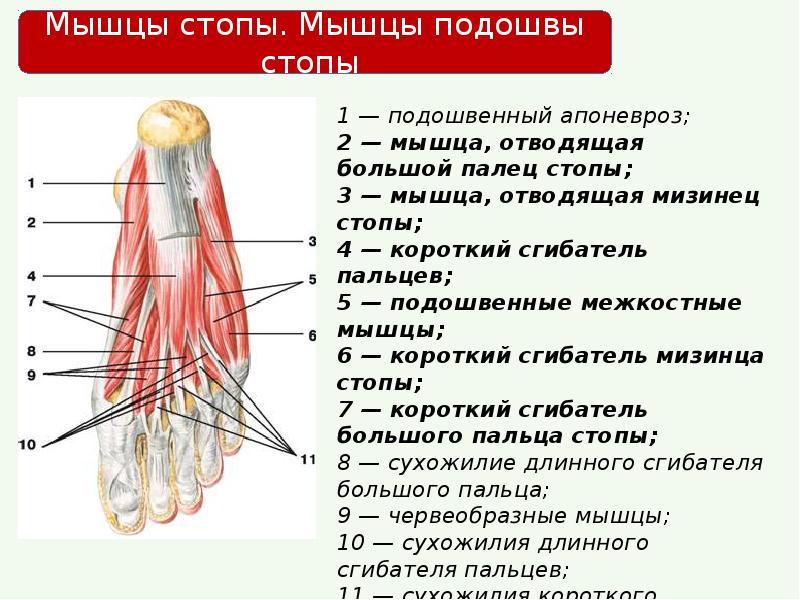 Теносиновит сухожилий малоберцовых