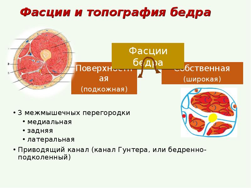 Фасции и топография бедра. Мышцы тазового пояса и свободной нижней конечности. Стенки подколенной ямки мышцы. Поперечный срез голени топографическая анатомия. Мышцы бедра анатомия поперечный срез.