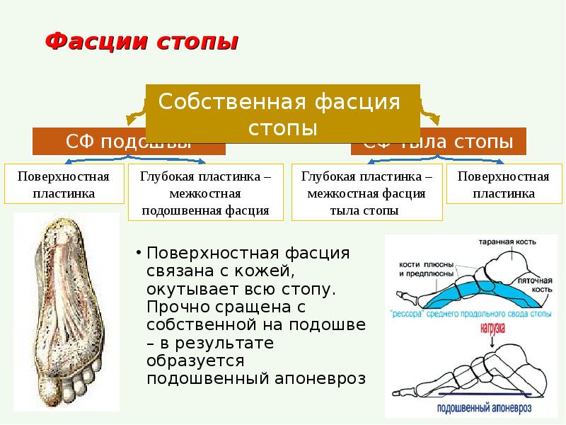 Подошвенный апоневроз