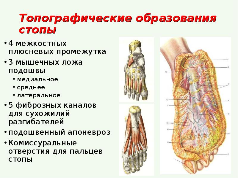 Ложа подошвы