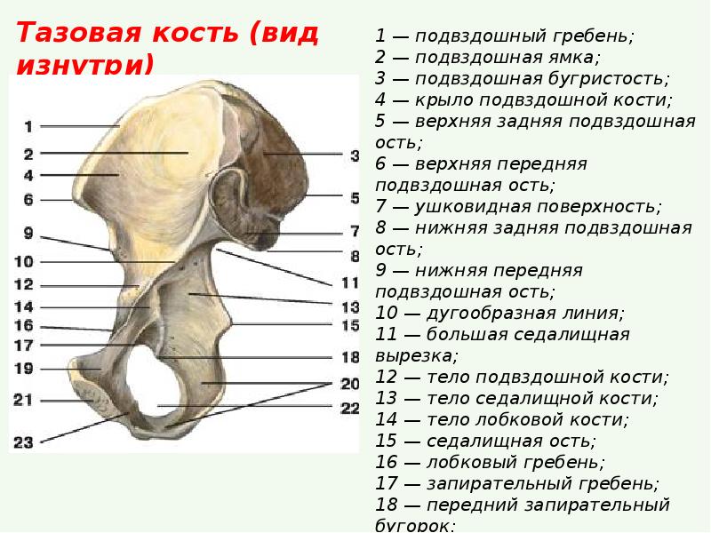 Подвздошная кость нижней конечности. Тазовая кость вид изнутри строение. Тазовая кость вид снаружи вид изнутри.