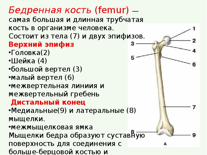 Большой вертел кости