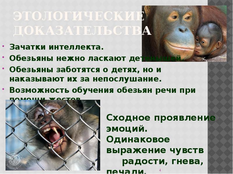 Что отличает от обезьян. Этологические доказательства. Сходства в поведении человека и обезьяны. Сходства и различия человека и обезьяны. Речь обезьян.