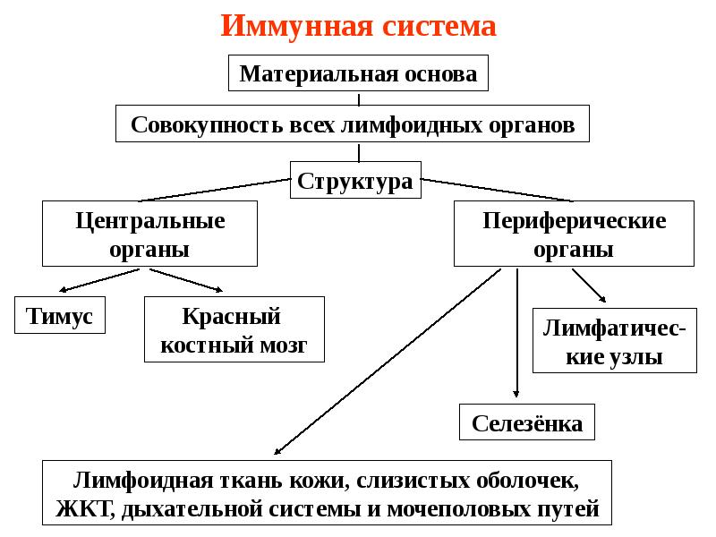 Органы иммунной системы человека схема