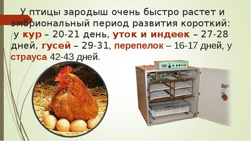 У птицы зародыш очень быстро растет и эмбриональный период развития короткий: У птицы зародыш очень быстро растет и эмбриональный период развития короткий: