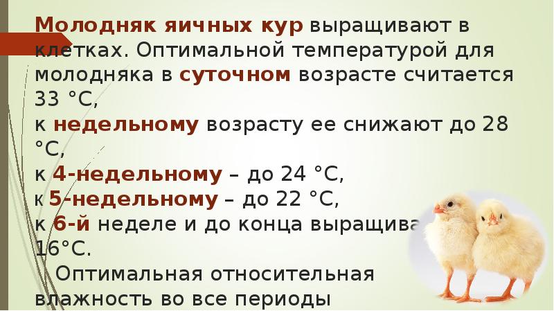 Молодняк яичных кур выращивают в клетках. Оптимальной температурой для молодняка в Молодняк яичных кур выращивают в клетках. Оптимальной температурой для молодняка в