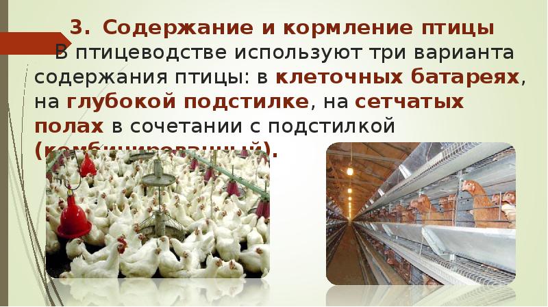 3. Содержание и кормление птицы В птицеводстве используют три варианта содержания 3. Содержание и кормление птицы В птицеводстве используют три варианта содержания