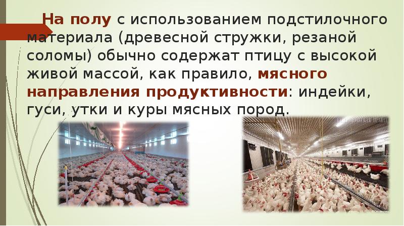 На полу с использованием подстилочного материала (древесной стружки, резаной соломы) обычно На полу с использованием подстилочного материала (древесной стружки, резаной соломы) обычно